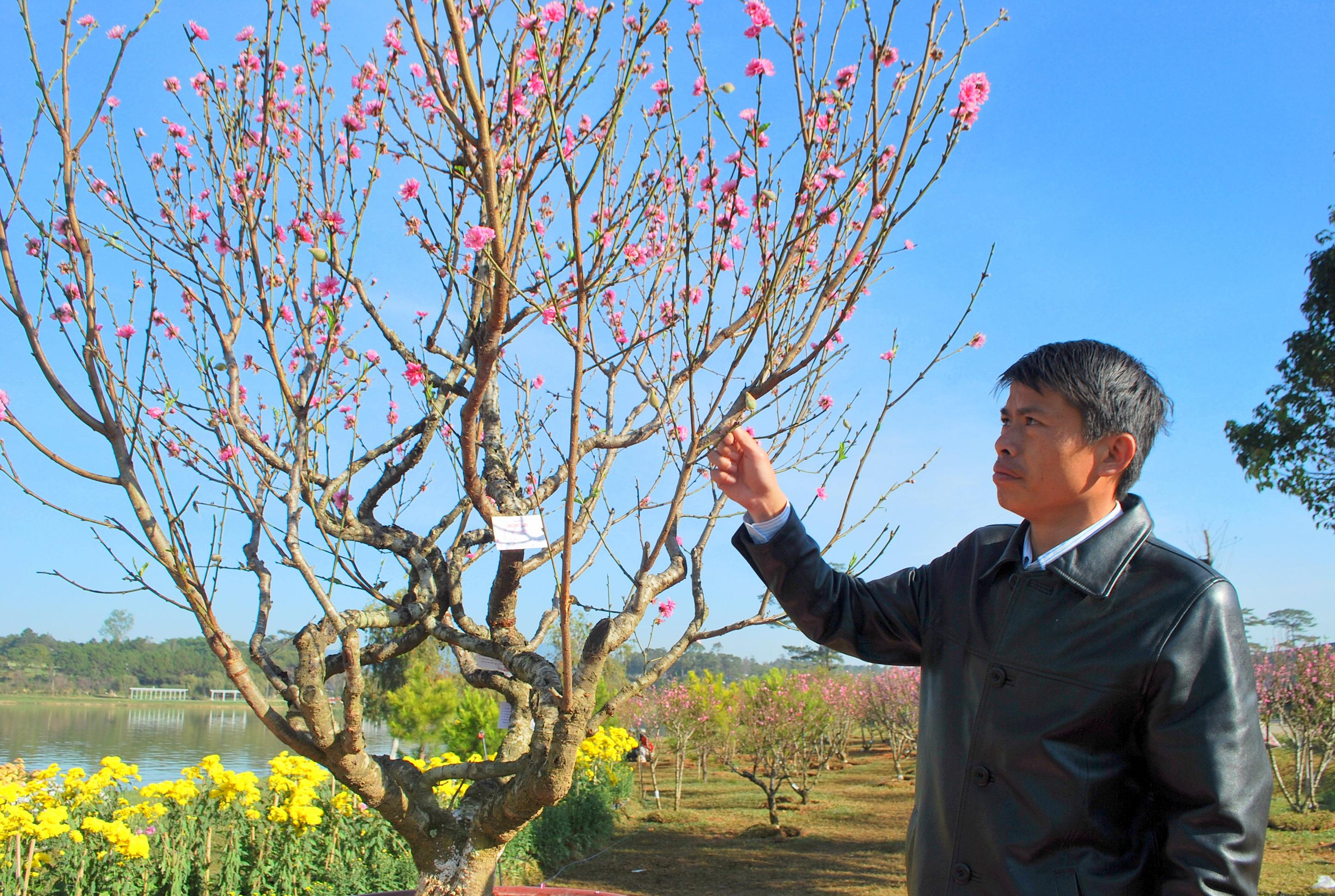 Anh Bùi Văn Sang đang trưng bày hoa đào tại Festival hoa Đà Lạt